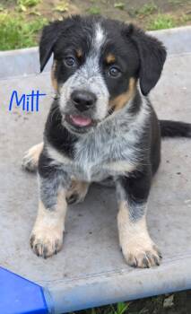 Mitt -  Beagle and Australian Shepherd Dog for Adoption in Warren, Michigan - Mitt | PetCurious