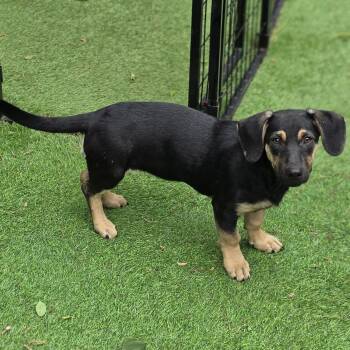 Dachshund and Mixed Breed Dogs Available for Adoption in Blairstown, New Jersey - Agnes | PetCurious