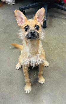 Stitch -  Terrier Dog for Adoption in Council Bluffs, Iowa - Stitch | PetCurious