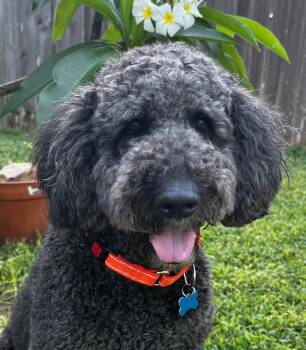 Shadow Slate -  Labradoodle Dog for Adoption in Garland, Texas - Shadow Slate | PetCurious