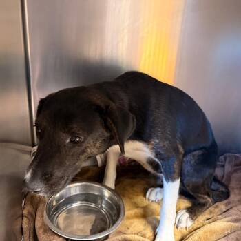 Black Labrador Retriever Dogs Available for Adoption in Tupelo, Mississippi - Boots | PetCurious
