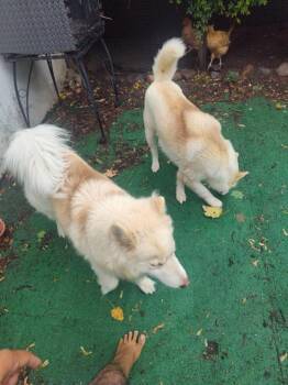 Yogi -  Siberian Husky Dog for Adoption in New York, New York - Yogi | PetCurious