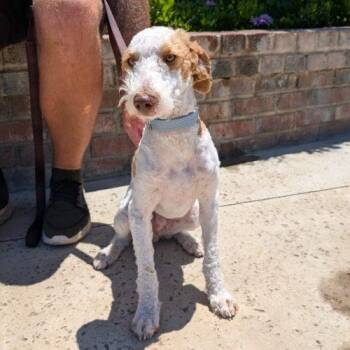 Curry -  Miniature Poodle Dog for Adoption in Lathrop, California - Curry | PetCurious