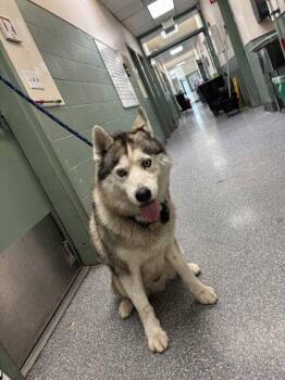 Shawn -  Husky Dog for Adoption in Oakland, California - Shawn | PetCurious