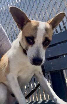 Chihuahua Dogs Available for Adoption in Thousand Oaks, California - Hendrick - URGENT AND AT RISK | PetCurious