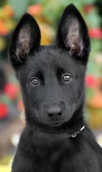 Karma von Jasmine -  German Shepherd Dog Dog for Adoption in Los Angeles, California - Karma Von Jasmine | PetCurious