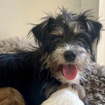 Rescue Terrier Dogs for Adoption in Sonoma, California - Mochi | PetCurious