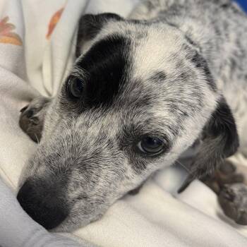 Nibbles -  Mixed Breed Dog for Adoption in Las Cruces, New Mexico - Nibbles | PetCurious