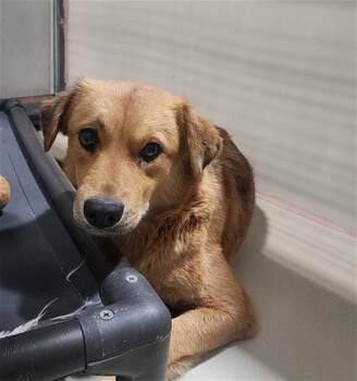 Rescue Labrador Retriever and Shepherd Dogs for Adoption in Thousand Oaks, California - Catharine -- URGENT! | PetCurious