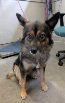 SILVER -  Australian Cattle Dog Blue Heeler and German Shepherd Dog Dog for Adoption in Camarillo, California - SILVER | PetCurious