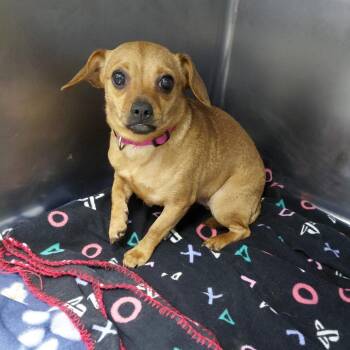 Renae -  Mixed Breed Dog for Adoption in Henderson, Kentucky - Renae | PetCurious
