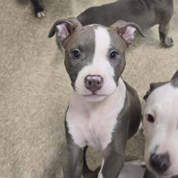 Princess -  Pit Bull Terrier Dog for Adoption in Cedar Rapids, Iowa - Princess | PetCurious