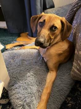 Nala -  Mixed Breed Dog for Adoption in Lindenhurst, New York - Nala | PetCurious