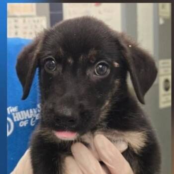 Weston -  Mixed Breed Dog for Adoption - Weston | PetCurious