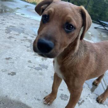 Drax -  Mixed Breed Dog for Adoption in Hamden, Connecticut - Drax | PetCurious