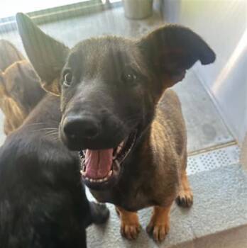 SERENITY -  German Shepherd Dog and Belgian Shepherd Malinois Dog for Adoption in Tustin, California - SERENITY | PetCurious