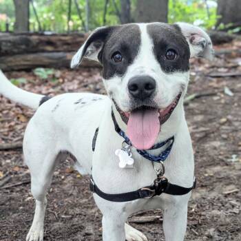 Deuce -  Terrier and Mixed Breed Dog for Adoption in Falls Church, Virginia - Deuce | PetCurious