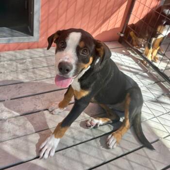 Fiona -  Mixed Breed Dog for Adoption in Bradenton, Florida - Fiona | PetCurious