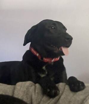 Rescue Labrador Retriever Dogs for Adoption in Indianapolis, Indiana - Riley | PetCurious