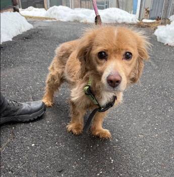 Spaniel and Dachshund Dogs Available for Adoption - Milo | PetCurious