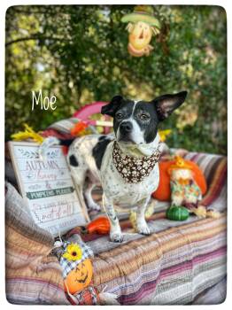 Moe -  Rat Terrier and Basset Hound Dog for Adoption in Sebring, Florida - Moe | PetCurious