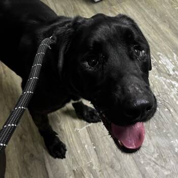 Woody -  Mixed Breed Dog for Adoption in Summerville, South Carolina - Woody | PetCurious