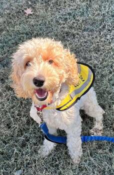 Rescue Cockapoo Dogs for Adoption in Munford, Tennessee - Pierre | PetCurious