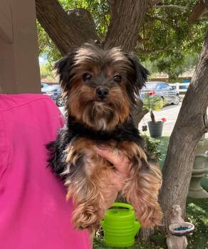 Yorkshire Terrier and Shih Tzu Dogs Available for Adoption - McKenzie | PetCurious
