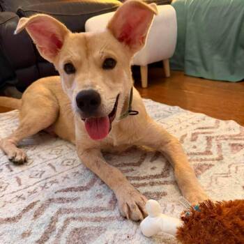 Debo -  Shepherd Dog for Adoption in Hopkinton, Massachusetts - Debo | PetCurious