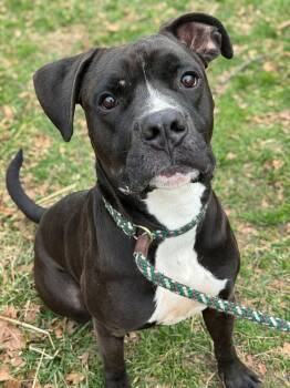 Black Labrador Retriever and Boxer Dogs Available for Adoption - Jax | PetCurious