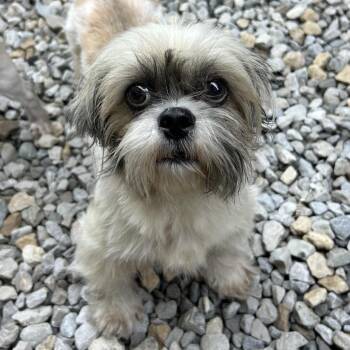 Millie -  Shih Tzu Dog for Adoption in St. Louis, Missouri - Millie | PetCurious