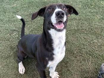 Jasper -  Mixed Breed Dog for Adoption in Georgetown, Texas - Jasper | PetCurious