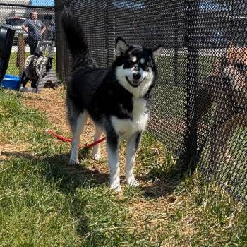 Rexter -  Husky and Mixed Breed Dog for Adoption in York, Pennsylvania - Rexter | PetCurious