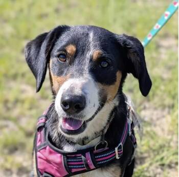Mixed Breed Dogs Available for Adoption in Marble Falls, Texas - Sierra | PetCurious