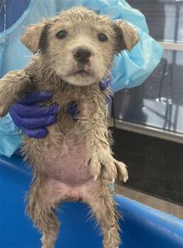 Mixed Breed Dogs Available for Adoption - BITZI | PetCurious