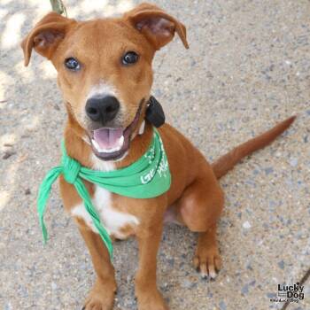 Huncho -  Labrador Retriever Dog for Adoption in Washington, District Of Columbia - Huncho | PetCurious