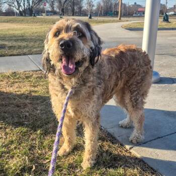 Goldendoodle Dogs Available for Adoption in Des Moines, Iowa - Bo | PetCurious