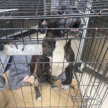 Meatloaf -  Mixed Breed Dog for Adoption in Jacksboro, Tennessee - Meatloaf | PetCurious