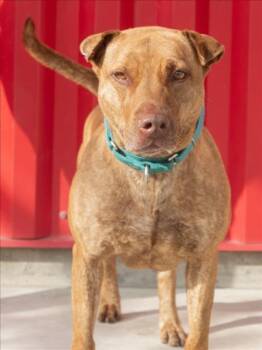 CHOLULA -  Pit Bull Terrier Dog for Adoption in Tracy, California - CHOLULA | PetCurious