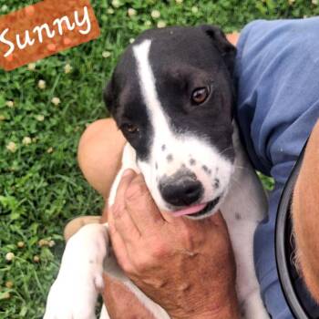 Sunny -  Hound Dog for Adoption in Albany, New York - Sunny | PetCurious