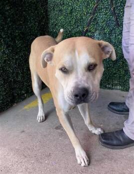 Little Cheddar -  Mixed Breed Dog for Adoption in El Paso, Texas - Little Cheddar | PetCurious