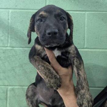 Ford SS -  Mixed Breed Dog for Adoption in South Portland, Maine - Ford SS | PetCurious