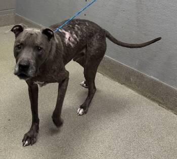 Rescue Pit Bull Terrier Dogs for Adoption in Las Vegas, Nevada - SNAX | PetCurious