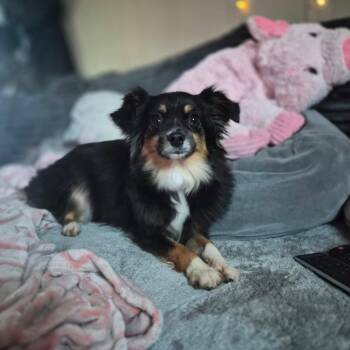 Kate -  Australian Shepherd Dog for Adoption in Woodstock, Illinois - Kate | PetCurious