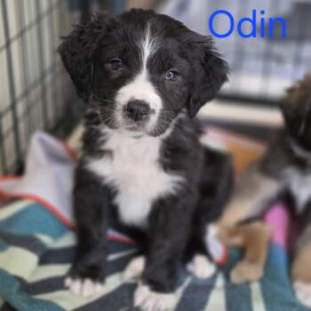 Border Collie and Great Pyrenees Dogs Available for Adoption in Blairstown, New Jersey - Odin | PetCurious