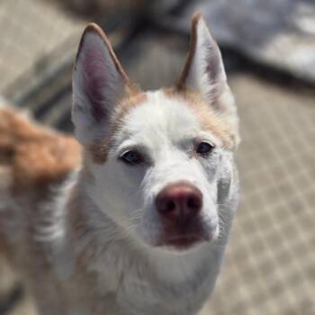 Husky Dogs Available for Adoption in Gladstone, Michigan - Ulla 260177 | PetCurious