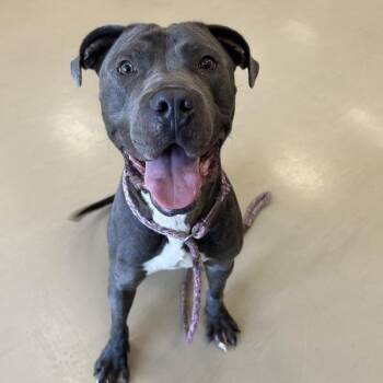 Cane Corso Dogs Available for Adoption in Des Moines, Iowa - Ralph | PetCurious