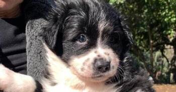 American Water Spaniel and Cocker Spaniel Dogs Available for Adoption - Charlotte- Avery | PetCurious