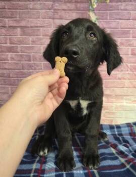 Jack -  Labrador Retriever Dog for Adoption in Littleton, Colorado - Jack | PetCurious