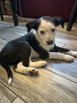 Rescue Labrador Retriever and Border Collie Dogs for Adoption in Henderson, Nevada - Leo | PetCurious
